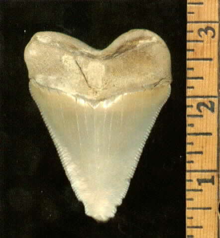 Megalodon