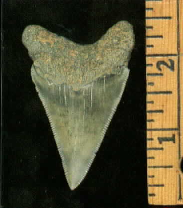 Megalodon