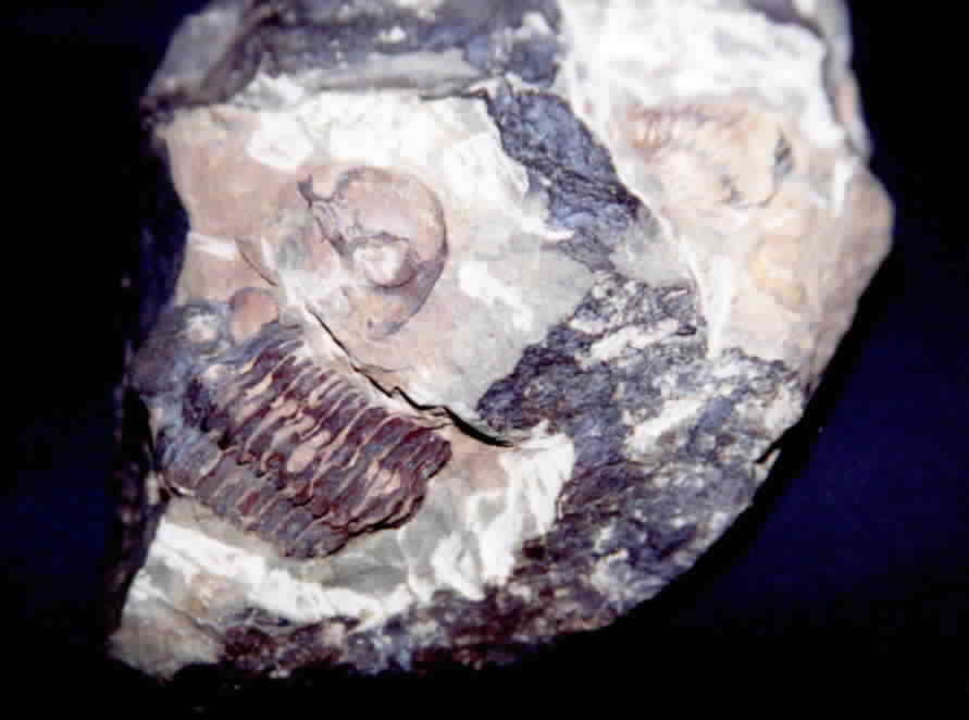 Trilobites