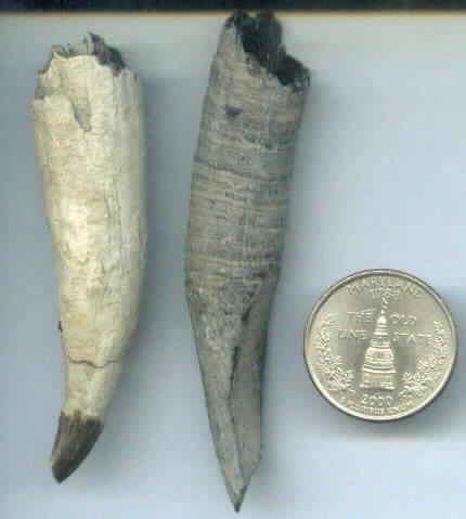 Whale Teeth
