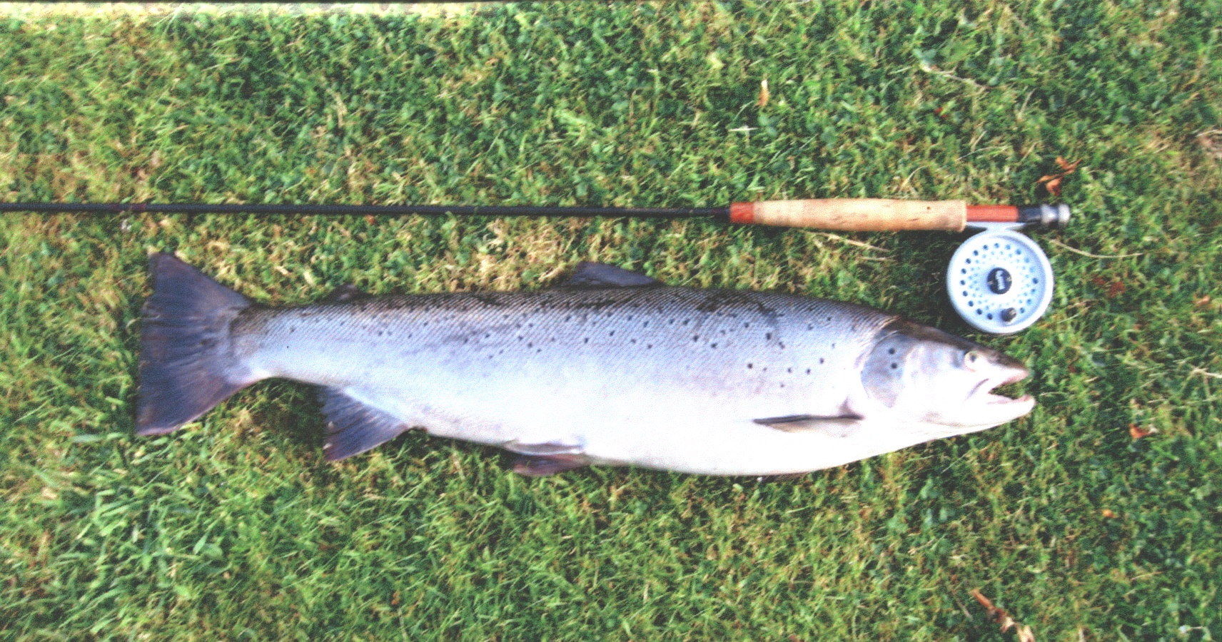 10lb 1oz sewin