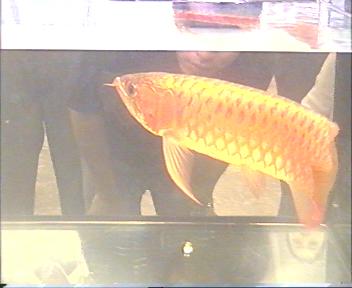Endangered , need a licence to own me & my golden friends in Singapore!