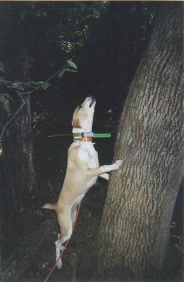 Dixie treed hard on a squirrel last summer