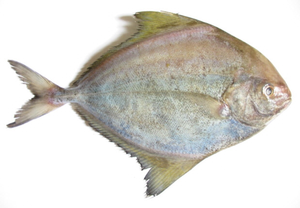 Black Pomfret