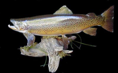 [Image: Brown Trout Mount]
