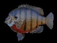 12 inch Bluegill