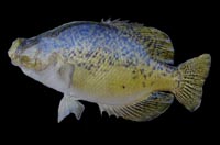 17 inch Crappie