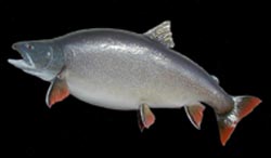 38 inch Lake Trout
