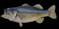 Large Mouth Bass
