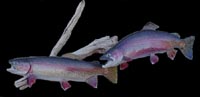Spawning Rainbows