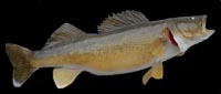 Walleye
