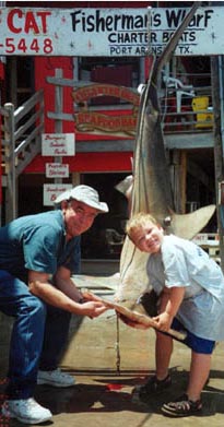 scalloped hammerhead