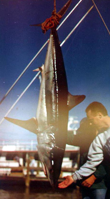 mako