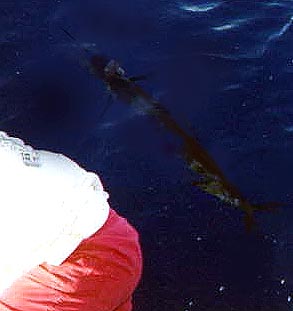 marlin"RELEASE"