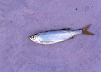danio