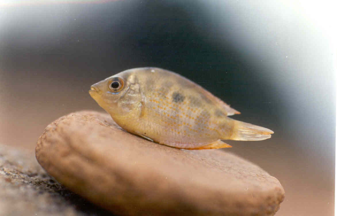 Etroplus maculatus