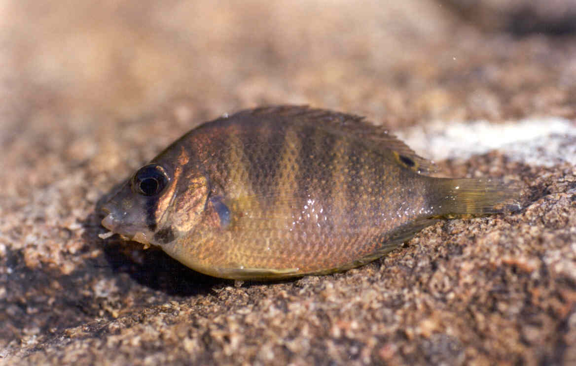 Etroplus canarensis