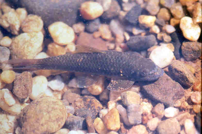 garra