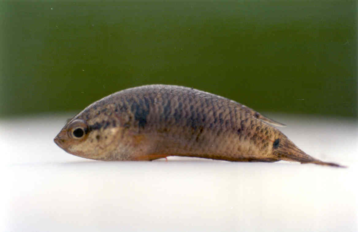 macropodus