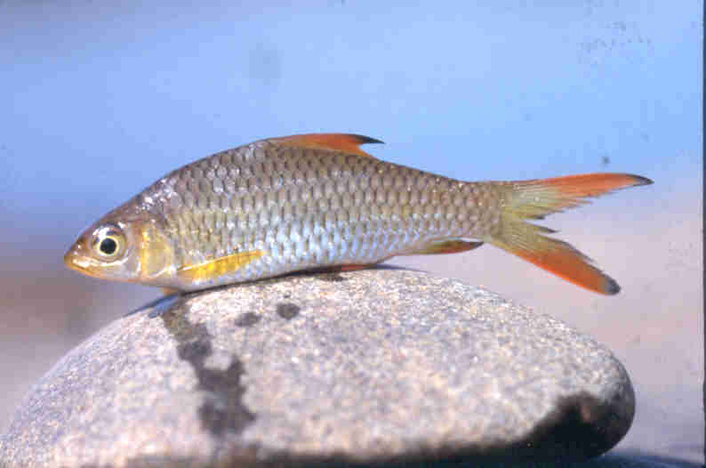 puntius jerdoni
