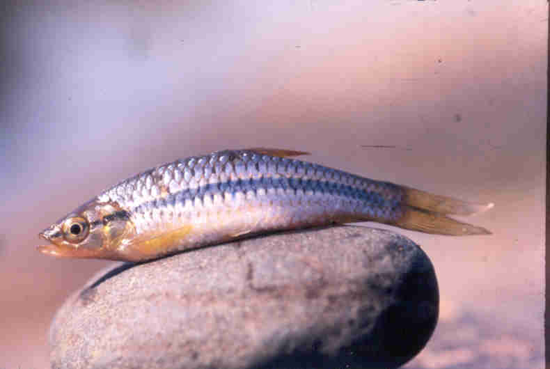 Rasbora