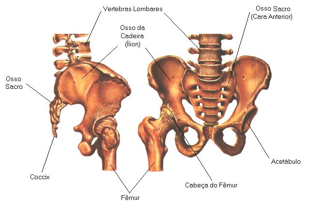 ossos da pelve