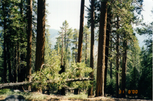 Forest Above Little Yosemite Valley