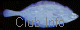  Club Info 