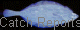  Catch Reports 