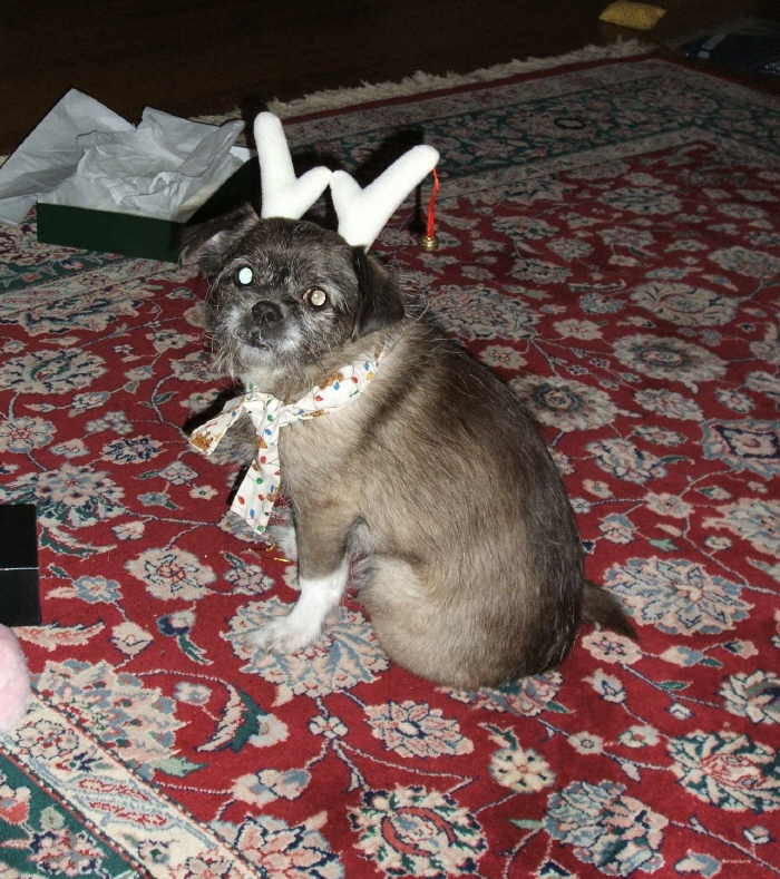 PixieXmas2005.jpg