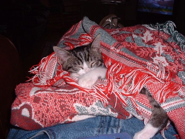 kitty.jpg (10489 bytes)