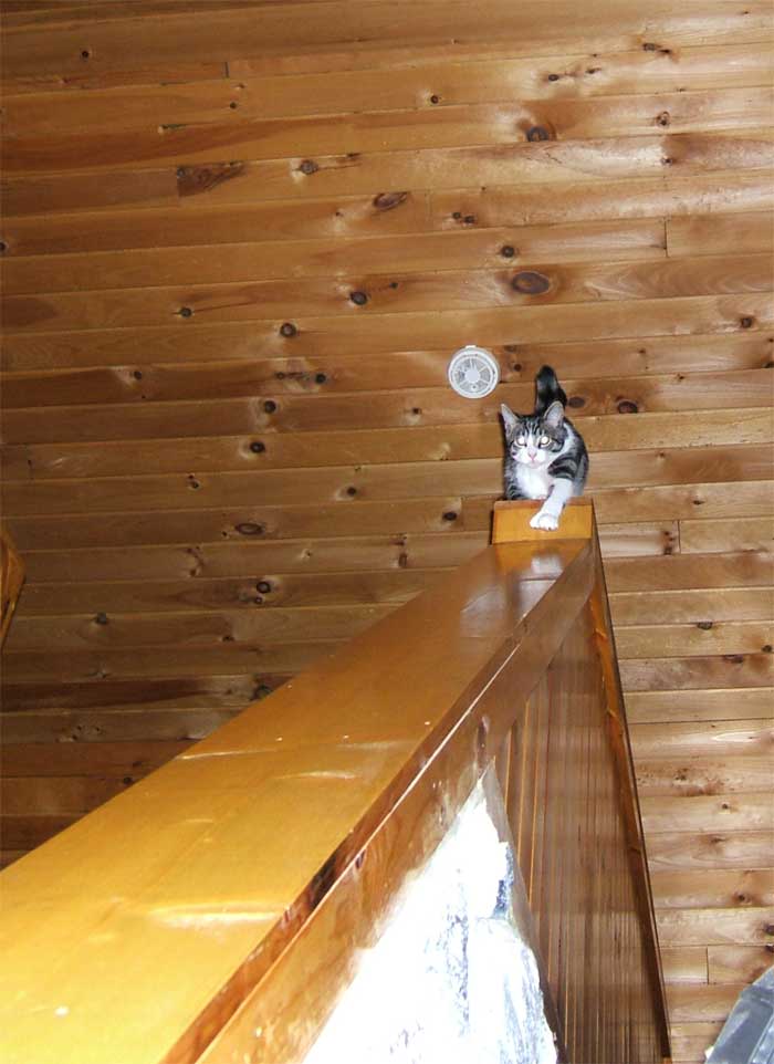 kitty2feb19.jpg (25K)
