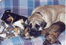 Pebbles and Friends