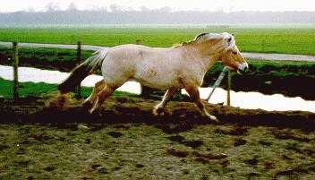 ../Images/GALOP.jpg