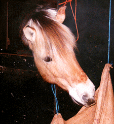 ../Images/KOOTJE.gif