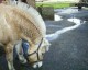 Thumbs/tn_KOOT5.jpg