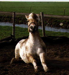 Koot staat op na net lekker gerold te hebben