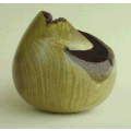 Macherium sp.