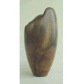 Macherium sp.