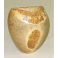 Lecythis Pisonis