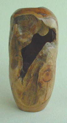 Eukalyptus sp.