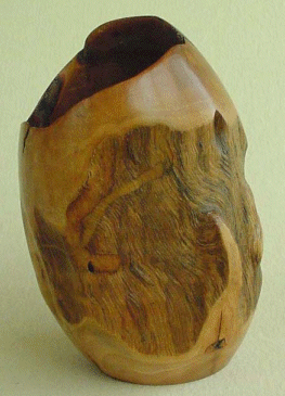 Eukalyptus sp.
