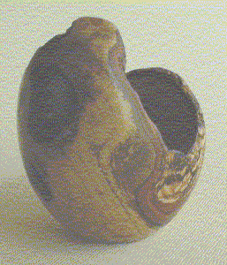 Caquizeiro