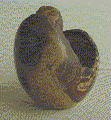 Caquizeiro