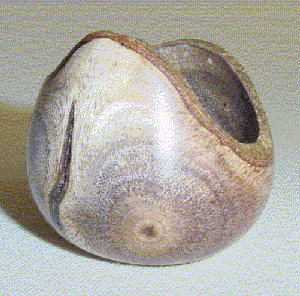 Pau-Cigarra