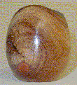Eucalipto
