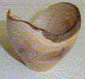 Goiabeira