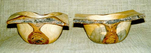 Tipuana Tipu