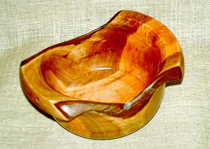 Eucalyptus sp.