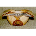 Tipuana Tipu